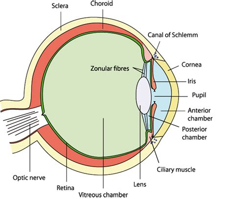 auge englisch|auge meaning spanish.